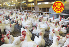 仙壇股份一季報點評：禽業鏈反轉成就高業績