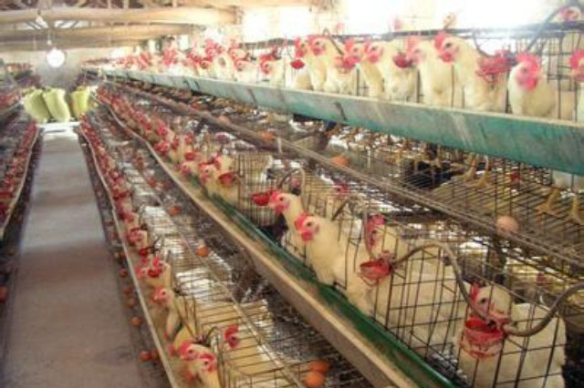 蛋雞群免疫—營(yíng)養(yǎng)、管理、藥物彌補(bǔ)不了免疫的缺失